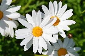 white daisies with yellow center